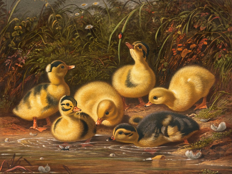 Ducklings Jigsaw Puzzle