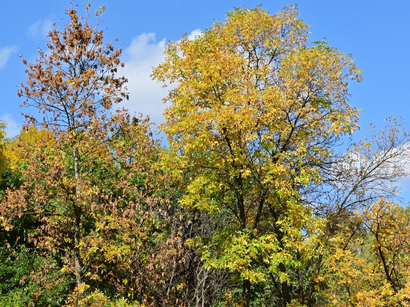 The Changing of the Seasons Jigsaw Puzzle