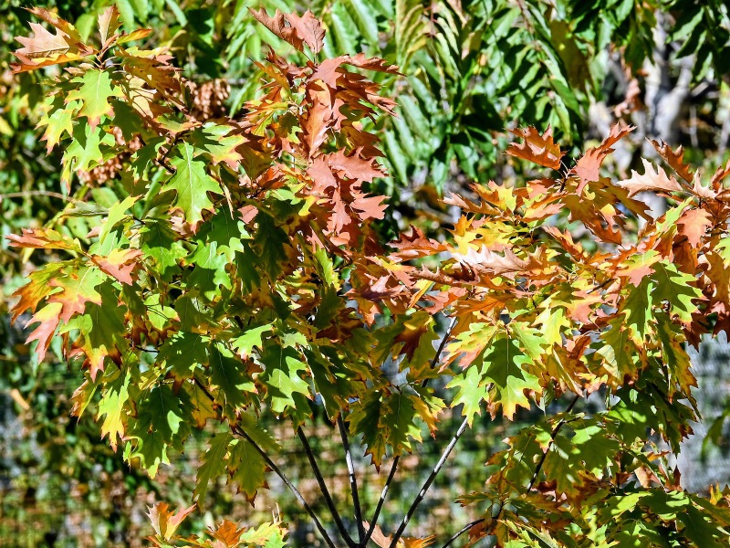Singualar Tree Fall A Vibrant Tree in Autumn Light Jigsaw Puzzle