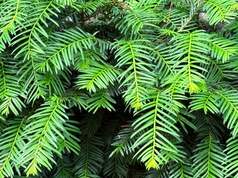 A Tangle of Green Jigsaw Puzzle