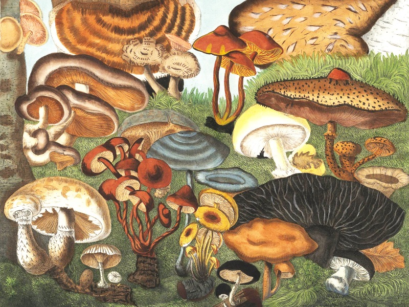 World of Mushrooms VIII Jigsaw Puzzle