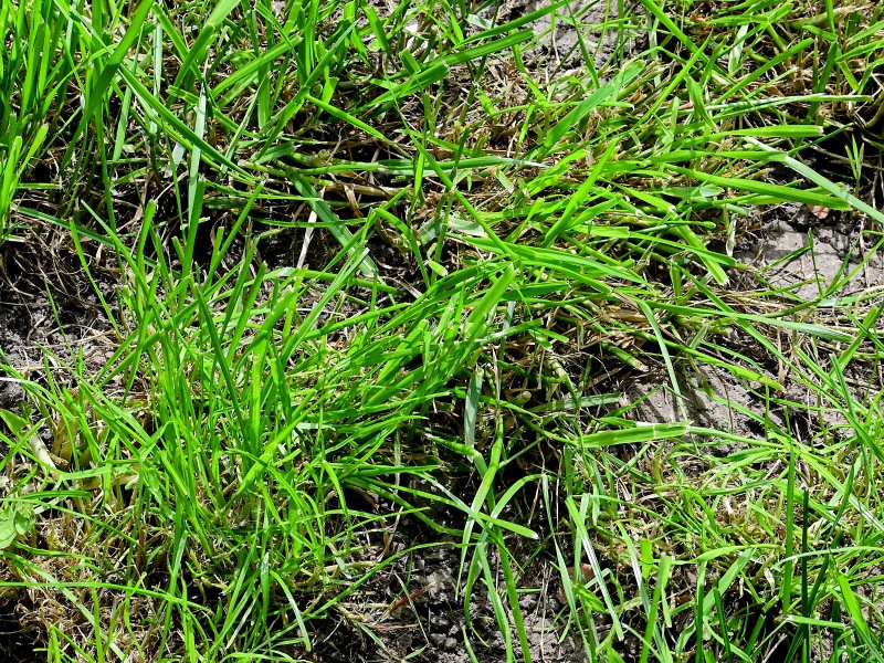 Fresh Grass Blades Standing Tall Jigsaw Puzzle