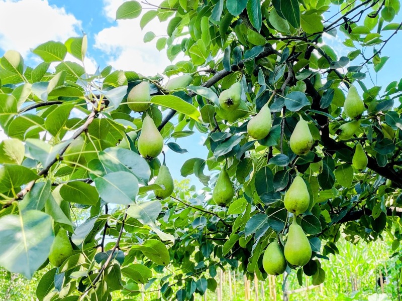 Pear Tree Jigsaw Puzzle