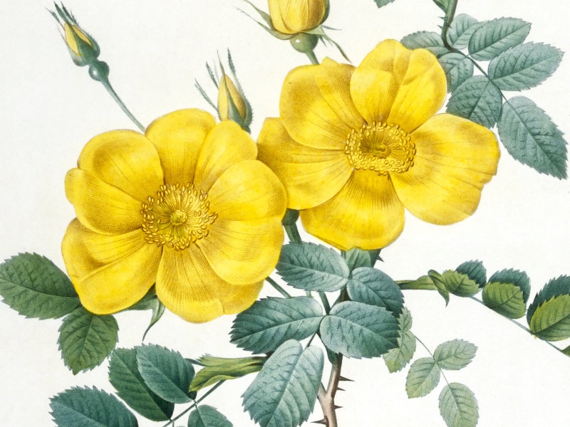 The Charm of Wild Yellow Roses Jigsaw Puzzle