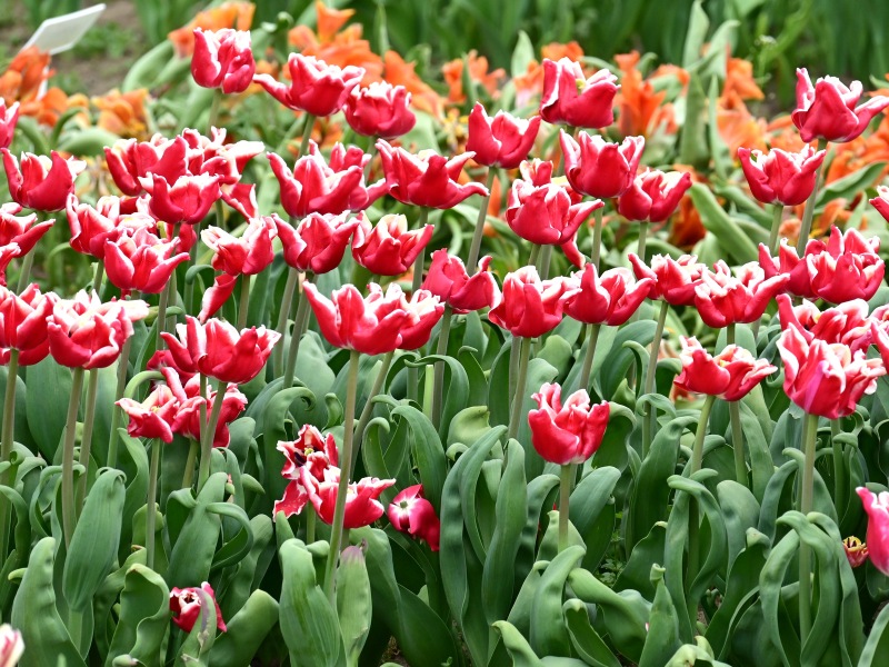 Red Tulips with WhiteTipped Petals Jigsaw Puzzle