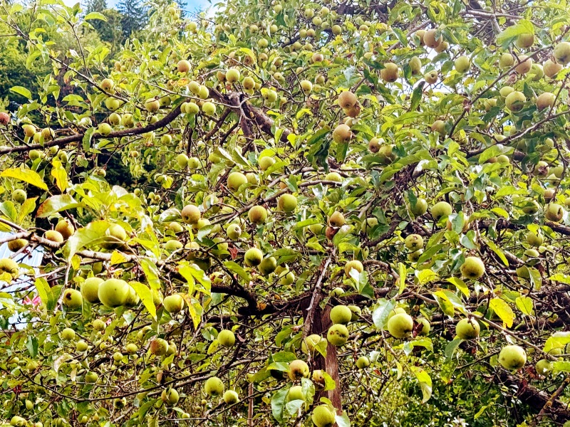 A Canopy of Ripening Apples Jigsaw Puzzle