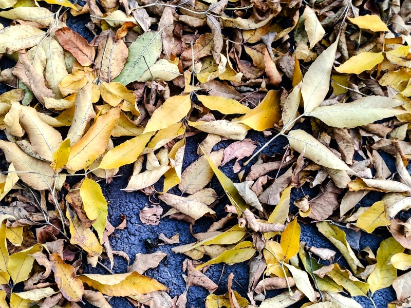 The Fleeting Colors of Fall Jigsaw Puzzle