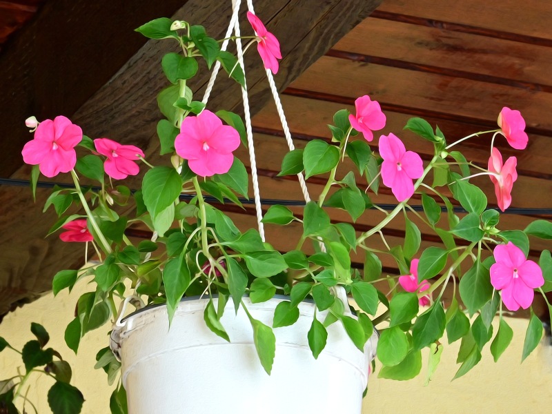 Hanging Basket of Pink Flowers Jigsaw Puzzle